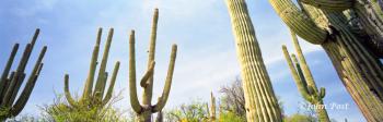 Saguaro Cactus
