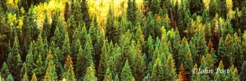 Stand of Fir Trees and Aspen