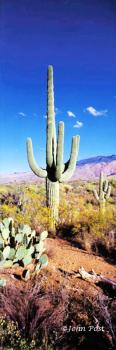 Saguaro Cactus