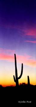 Saguaro Cactus Sunset Silhouette