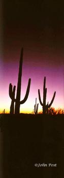 Saguaro Cactus Silhouette Sunset Trio