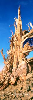 Bristlecone Pine White Mountains California