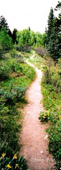 Aspen Mountain Trail