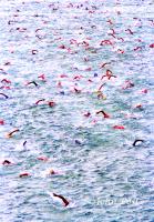 Dwight Crum Pier to Swim