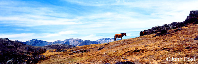 Andes Horse Venezuela