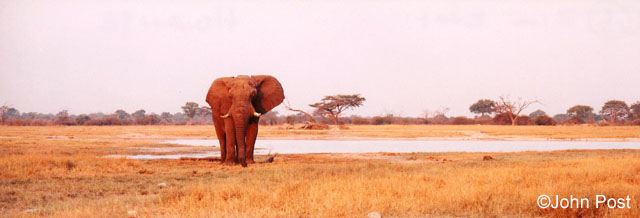 Elephant #2 Zimbabwe, Africa
