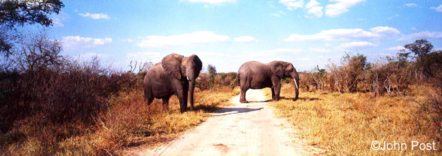 Elephant Crossing Zimbabwe, Africa