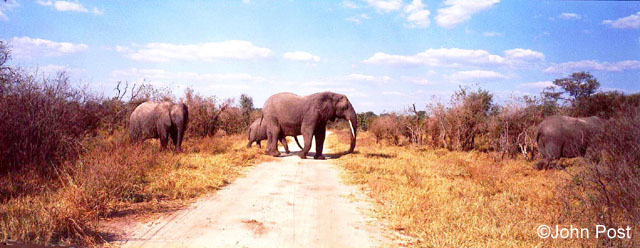 Elephant Walk Zimbabwe, Africa