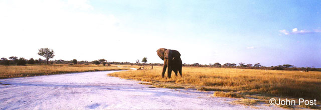 Elephant Zimbabwe, Africa