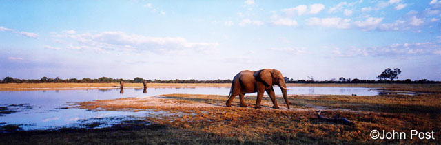 Elephant and Waterhole Zimbabwe, Africa