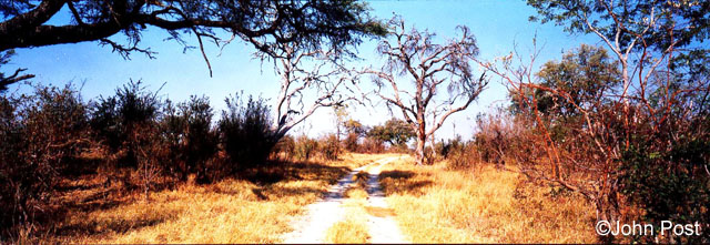 Hwange Bushroad Zimbabwe, Africa
