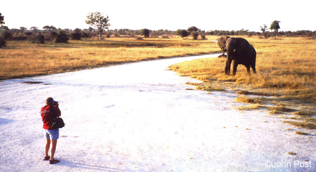 Photographer meets Elephant Zimbabwe, Africa