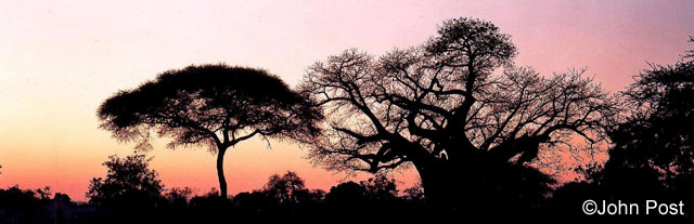 Tree Silhouettes Zimbabwe, Africa